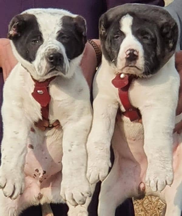 alabai dog's pair male female age 2 month havey bone for sale 0