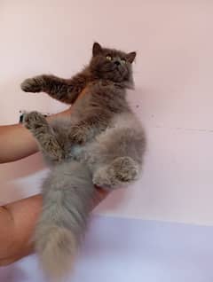 Gray colour 3trpal coat litter trained cat playful