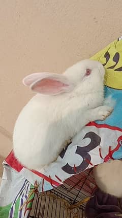 rabbit/New Zealand pair 03224186572