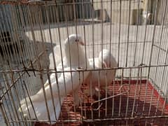 white fantail pigeon