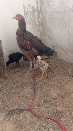 Aseel Best Breed Female with 3 Chicks Only 3800