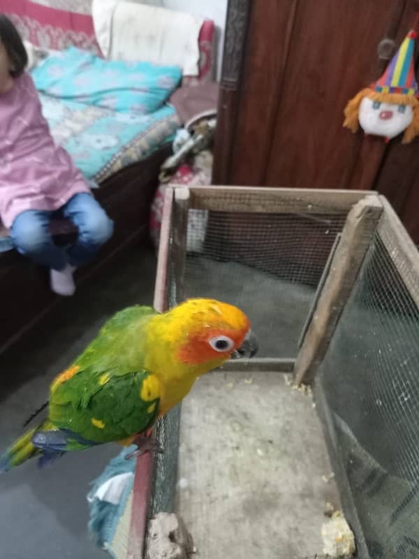 conure 0