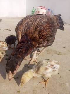 pure aseel hen with 3 chicks