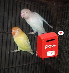 creamino albino red-eyes breeder pair