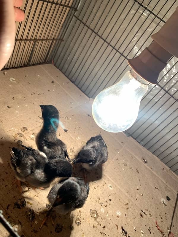 pure Thai Aseel chicks top quality only chicks for sale 030848614O7 17