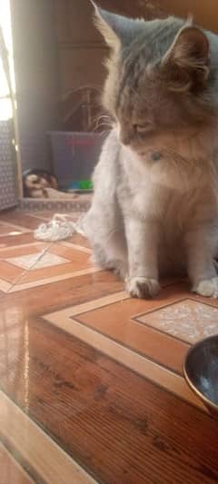 BEAUTIFUL PERSIAN CAT WITH GOOD REASONABLE PRICE