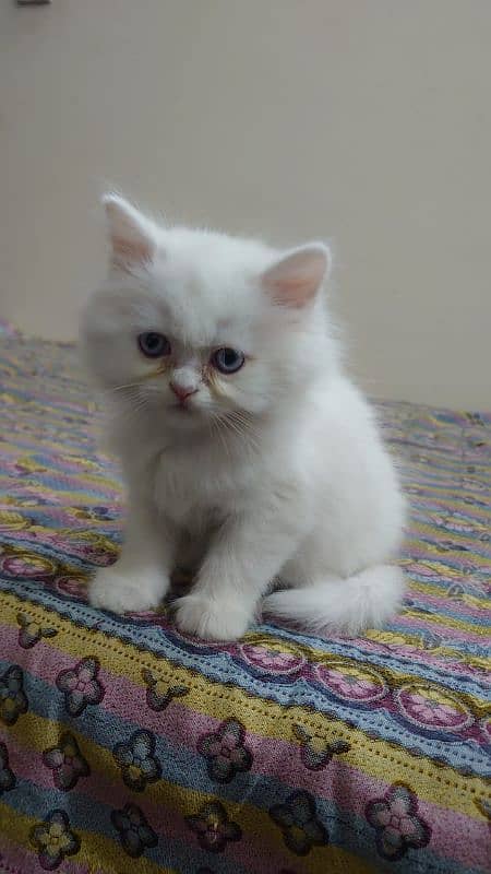 Persian cat available 0