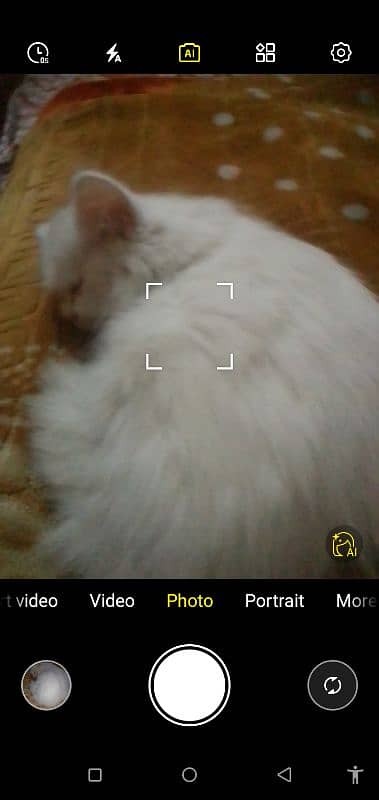 Persian cat available 1