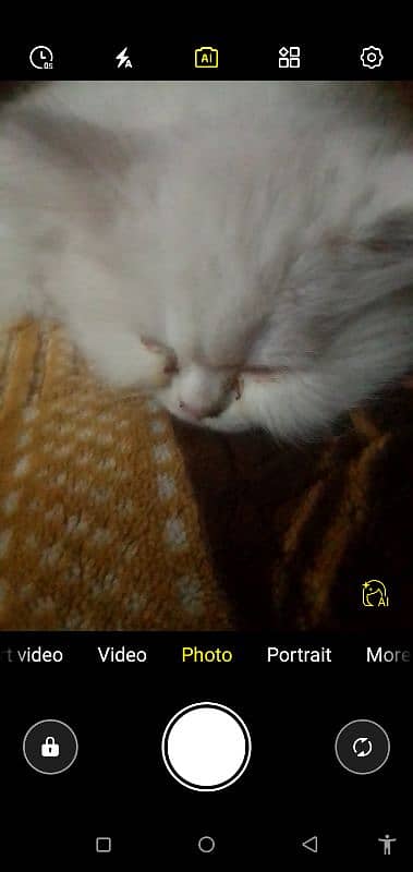 Persian cat available 2