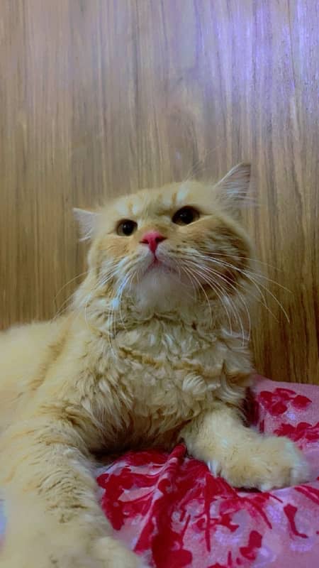 Persian male cat for sale 0