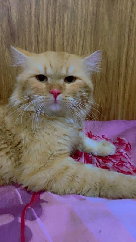 Persian male cat for sale 1