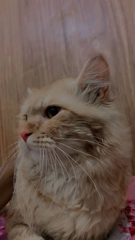 Persian male cat for sale 2