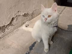 persian cat, triple cotted,cross eyes,vaccinated