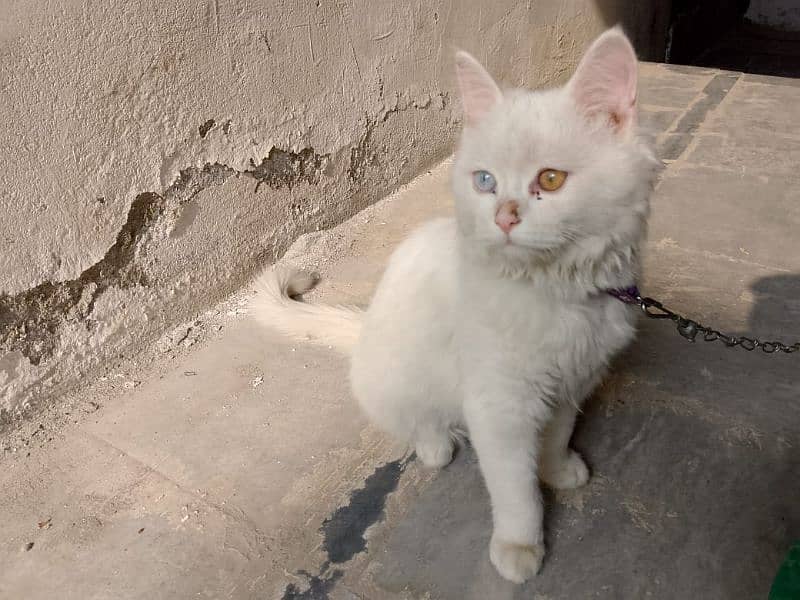 persian cat, triple cotted,cross eyes,vaccinated 0