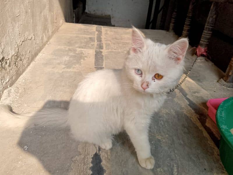 persian cat, triple cotted,cross eyes,vaccinated 1