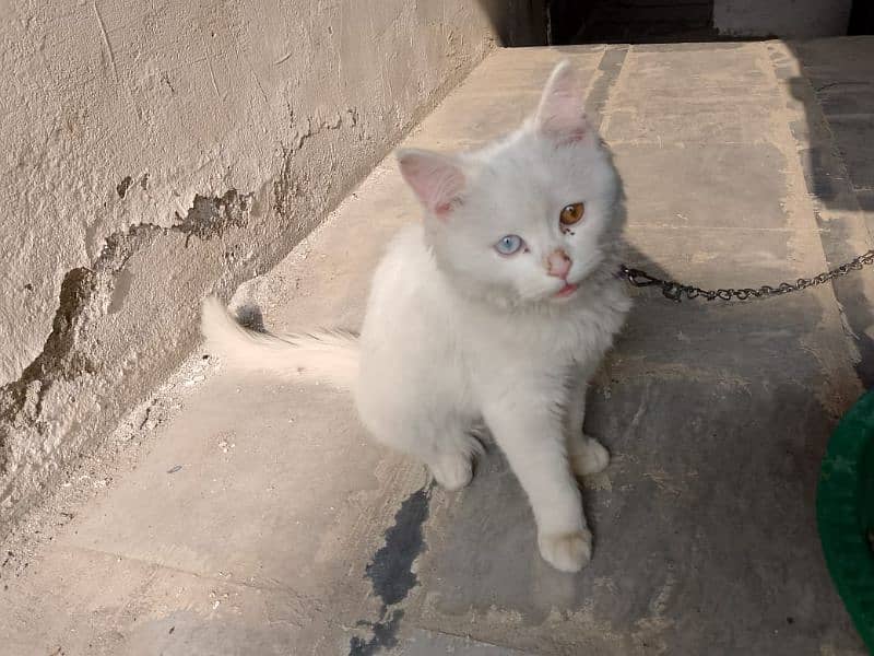 persian cat, triple cotted,cross eyes,vaccinated 3