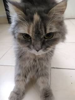 Beautiful Persian Cat for Sale