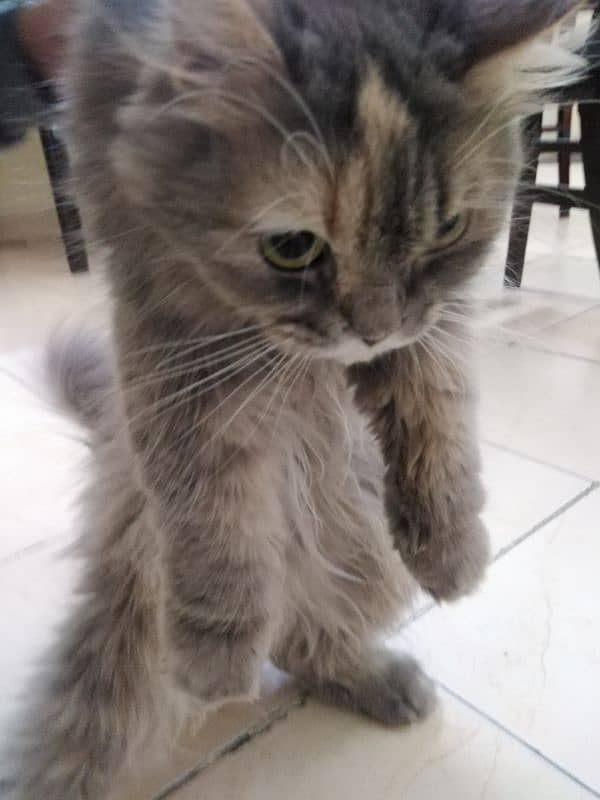 Beautiful Persian Cat for Sale 1