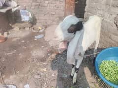 beetal goat | beetal bakri | beetal cross bakri | gaban bakri | desi