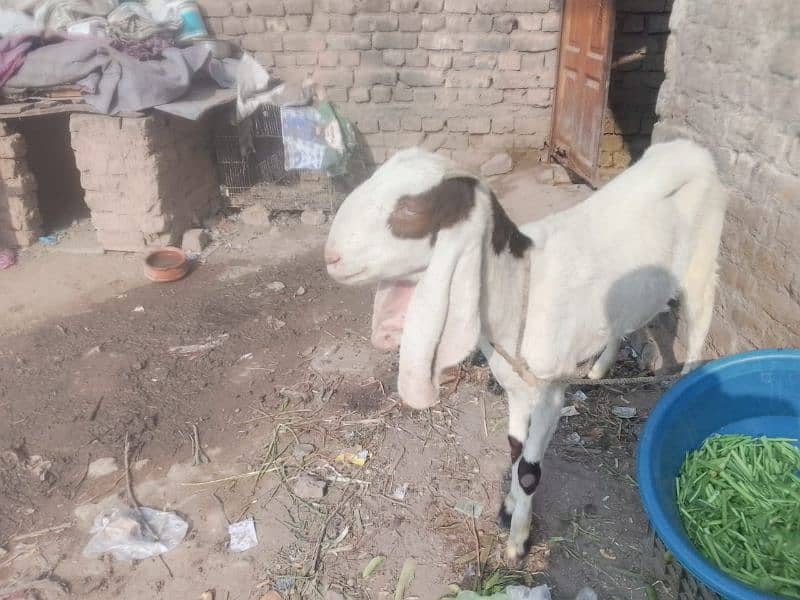 beetal goat | beetal bakri | beetal cross bakri | gaban bakri | desi 1