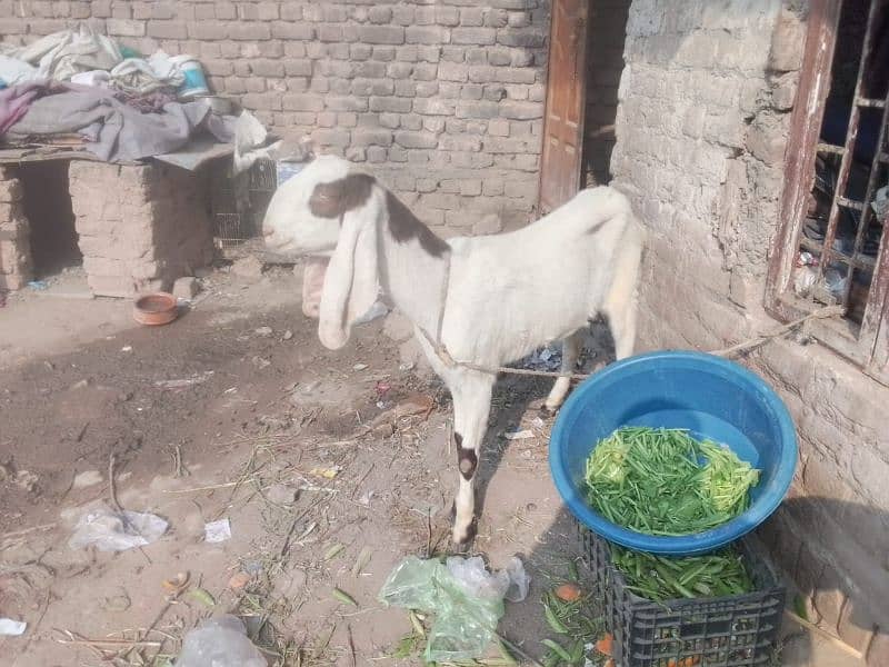 beetal goat | beetal bakri | beetal cross bakri | gaban bakri | desi 2