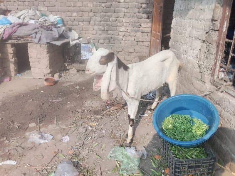 beetal goat | beetal bakri | beetal cross bakri | gaban bakri | desi 3