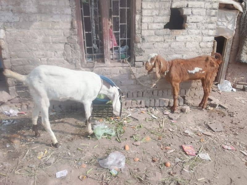 beetal goat | beetal bakri | beetal cross bakri | gaban bakri | desi 4