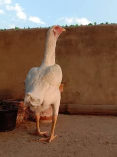 shamo cross female or incubator for sale