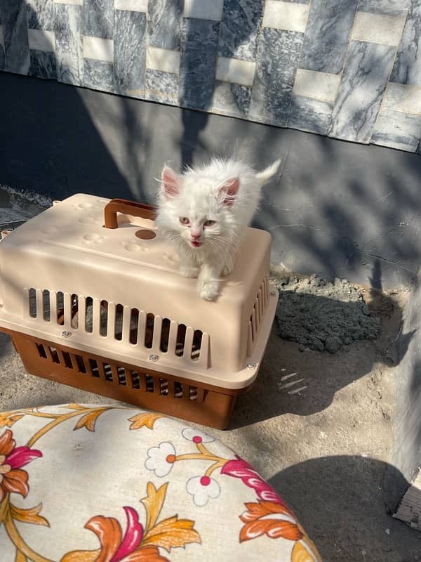 Beautiful Persian Male Kitten Fully Trained 0