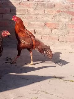 aseel murghy or pathy or aseel chicks for sale 03256365873 Whatsapp