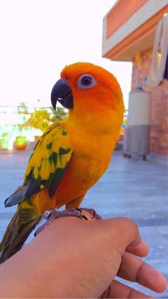 Sun Conure