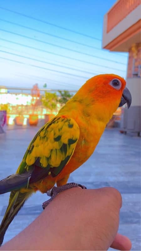 Sun Conure 1