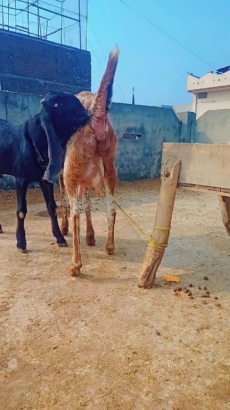 1st timer makhi cheeni 2 goats ready to deliver 1