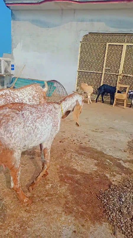 1st timer makhi cheeni 2 goats ready to deliver 3