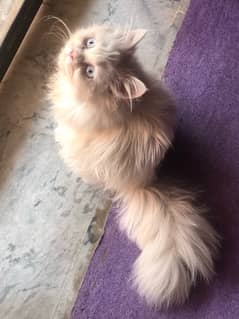 persian cat for sale