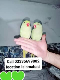 Single 6500 Hand Tamed Friendly Green Ring Neck Parrot's Male/Female