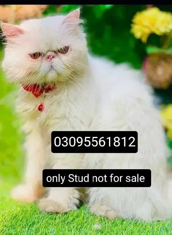 Piki face Male Cat Available For StUd service 0