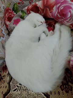 3 triple coat Persian cat