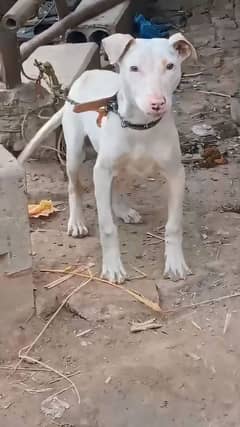 Gultair dog kutta puppy