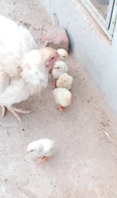 paper white Heera chicks available