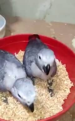 African grey parrot cheeks are 03=49=68=26=931