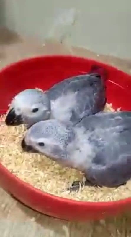 African grey parrot cheeks are 03=49=68=26=931 1