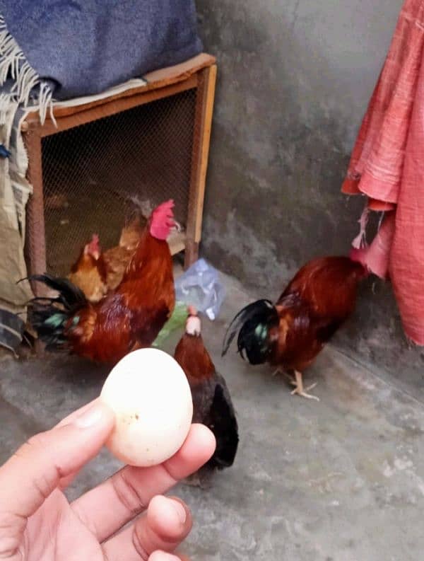 egg wali female.  dasi murga 2