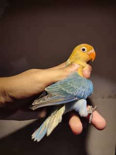 quality parblue Opaline //Palefellow for sale