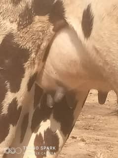 cow