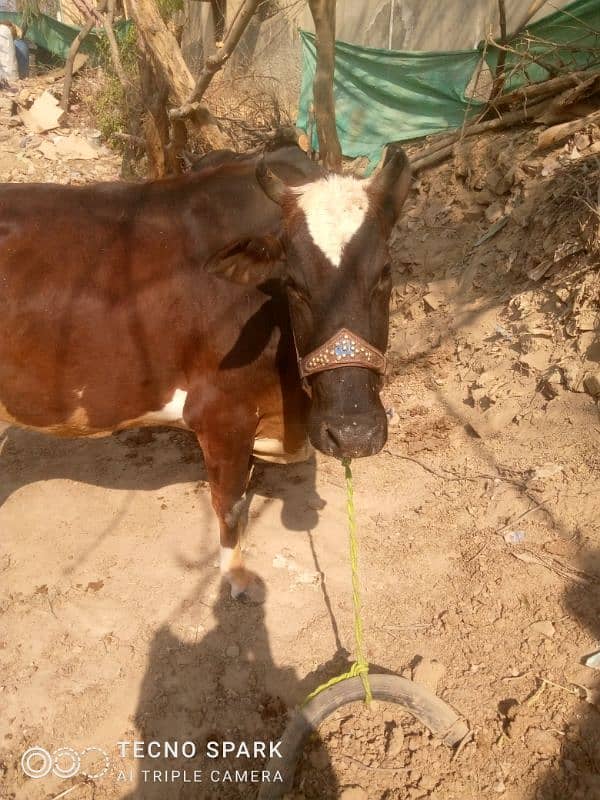 cow for sale 2