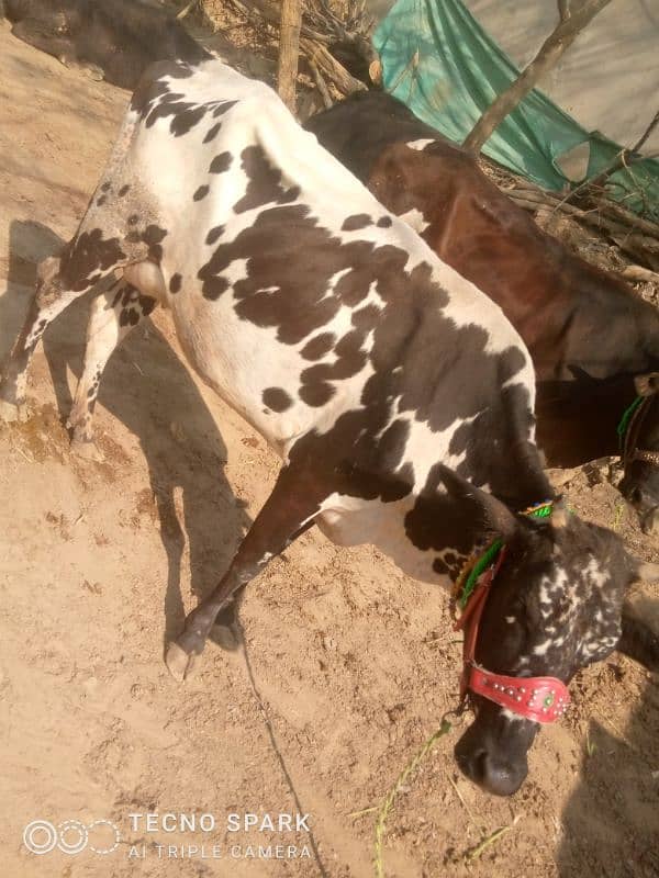 cow for sale 3