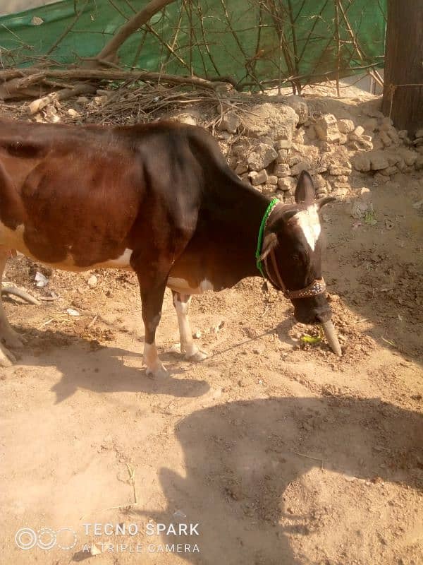 cow for sale 7