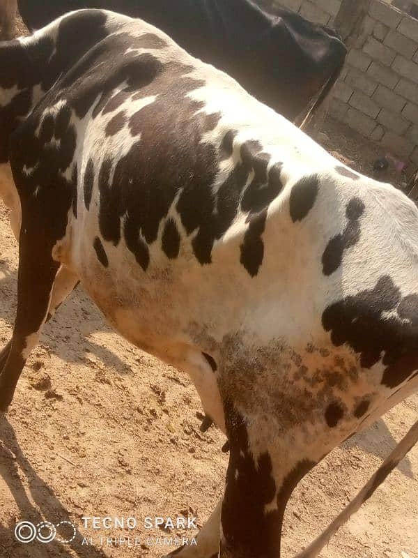 cow for sale 8