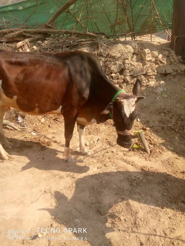 cow for sale 9